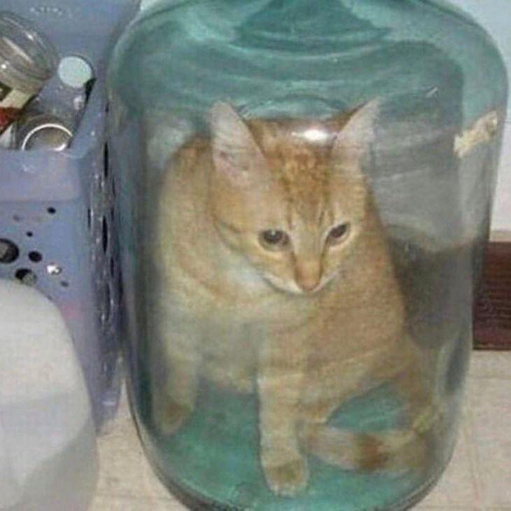 bottle_cat31 avatar