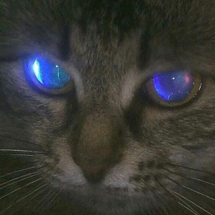 _lyr4