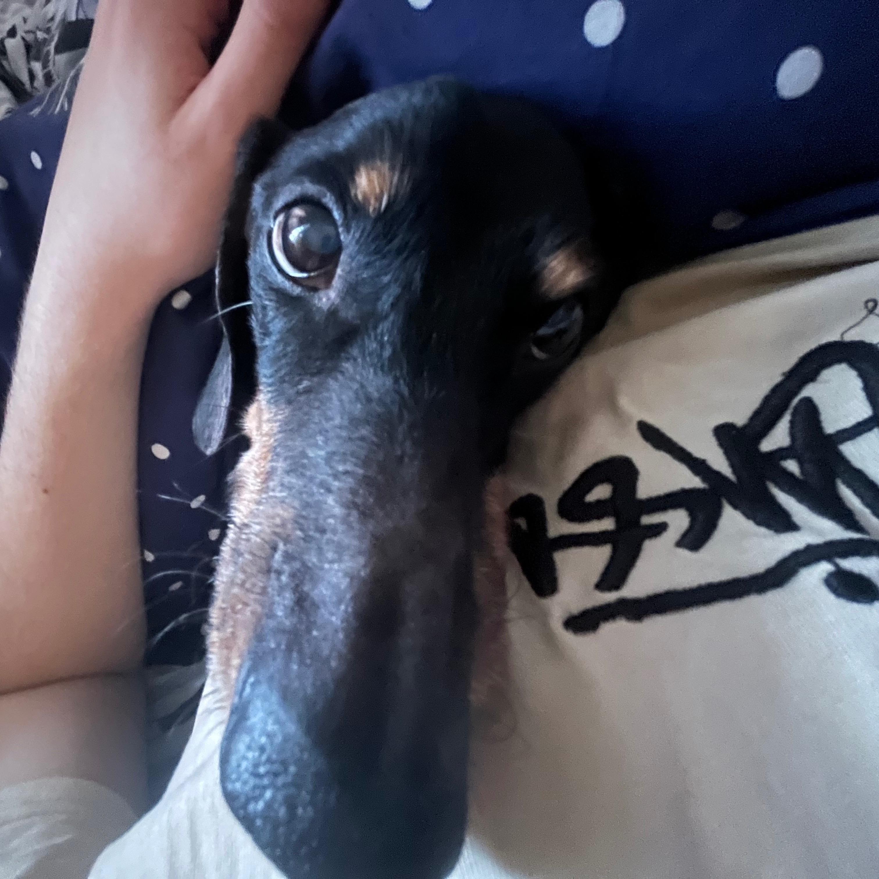 mb0pi avatar