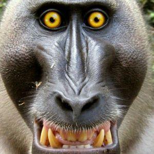 EL_BABOON avatar