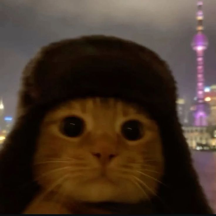 4lisu