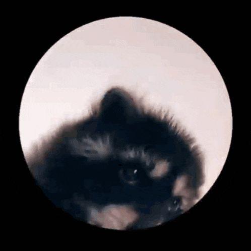tristar avatar