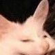 The Catts