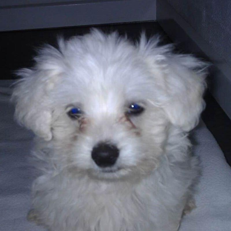 Hundehvalp avatar