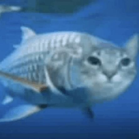 thecatfih