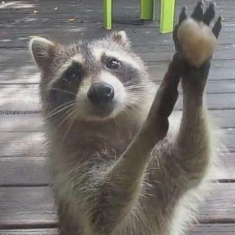 Pander18 avatar