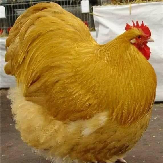 chicken75