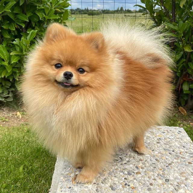 malushiii