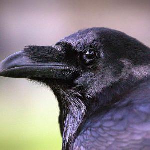 ROYAL-RAVENS avatar