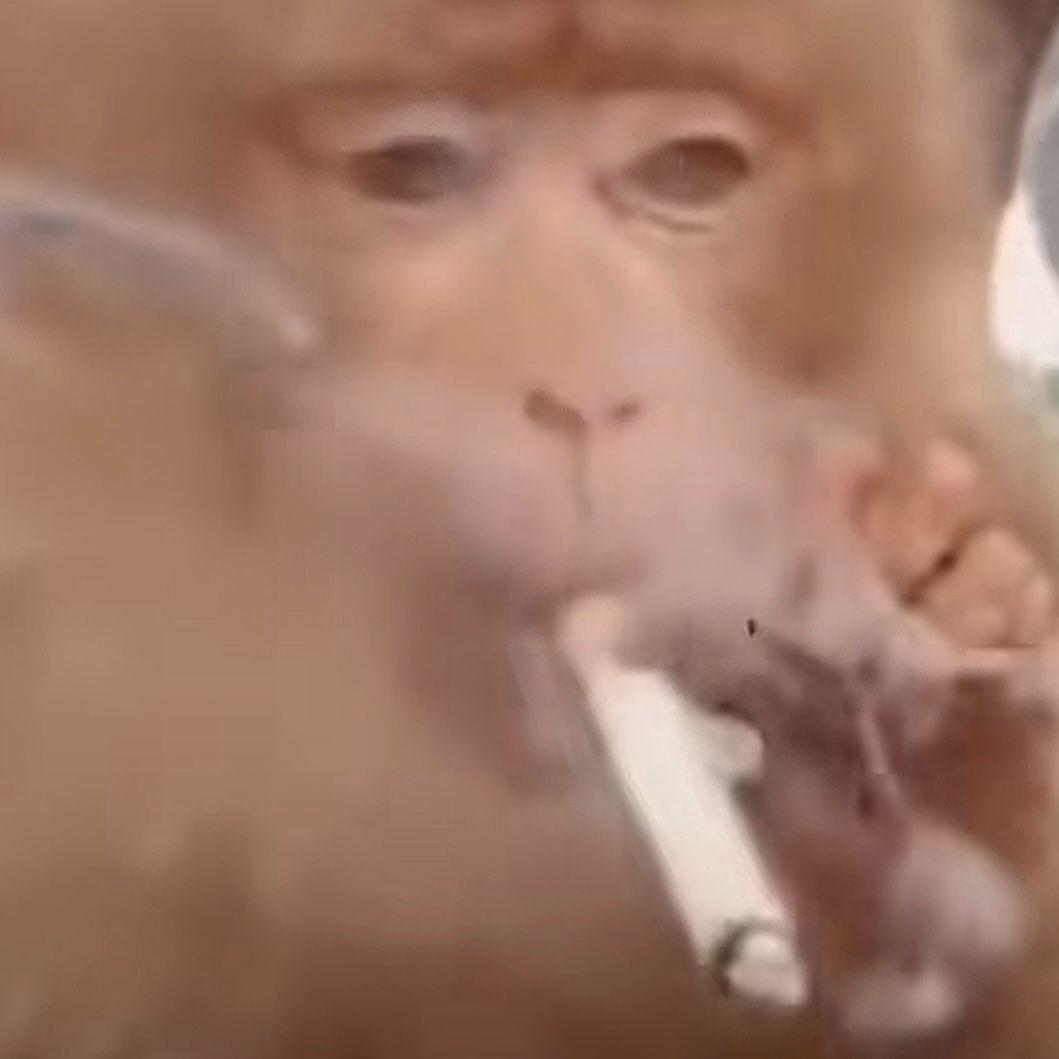 FrankMashaa avatar