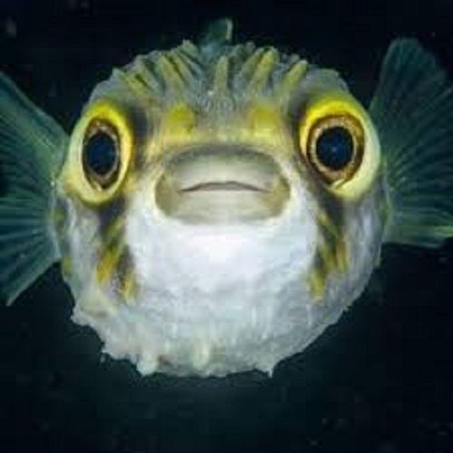 DaPufferfish