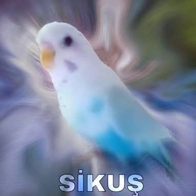 Sickush