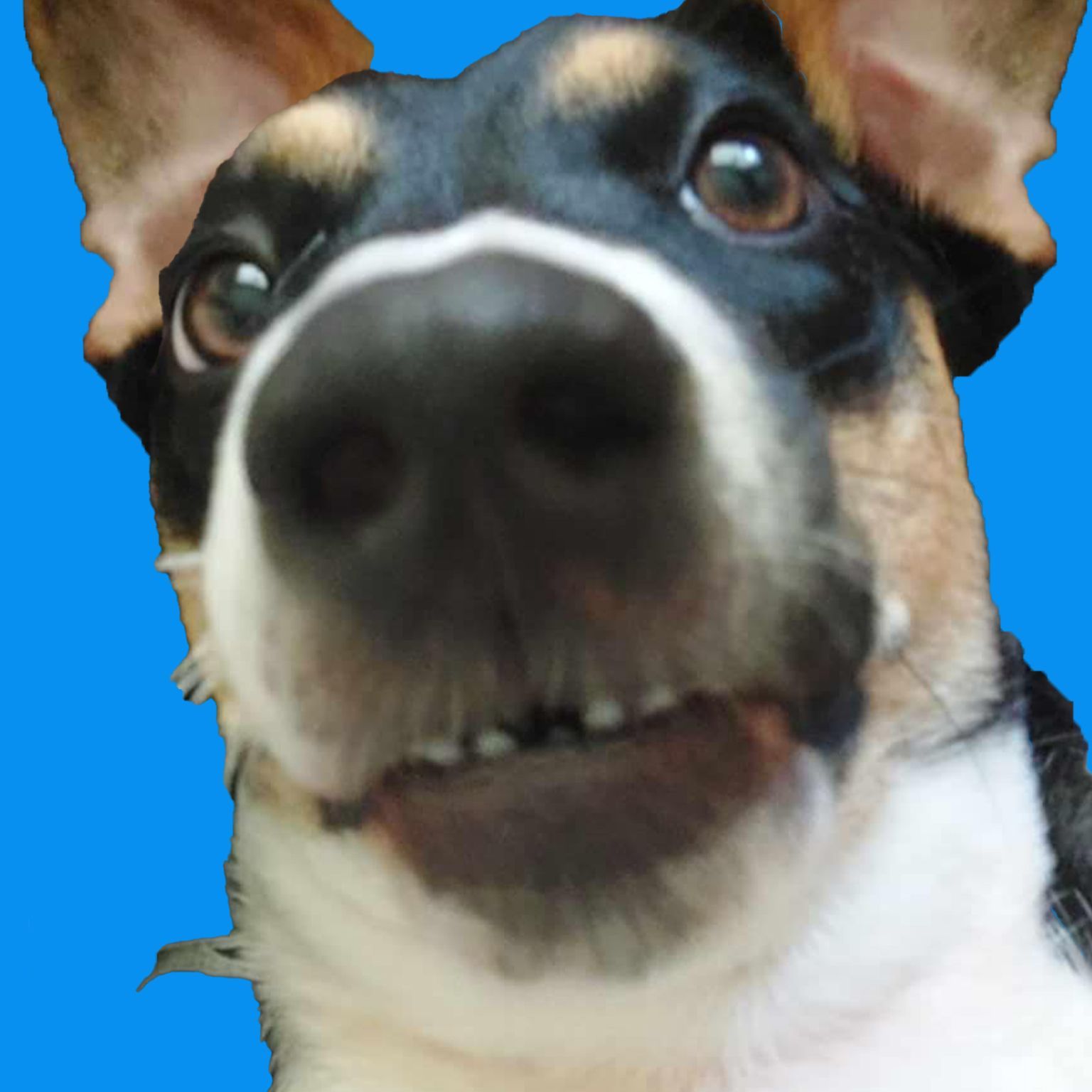Danozchan