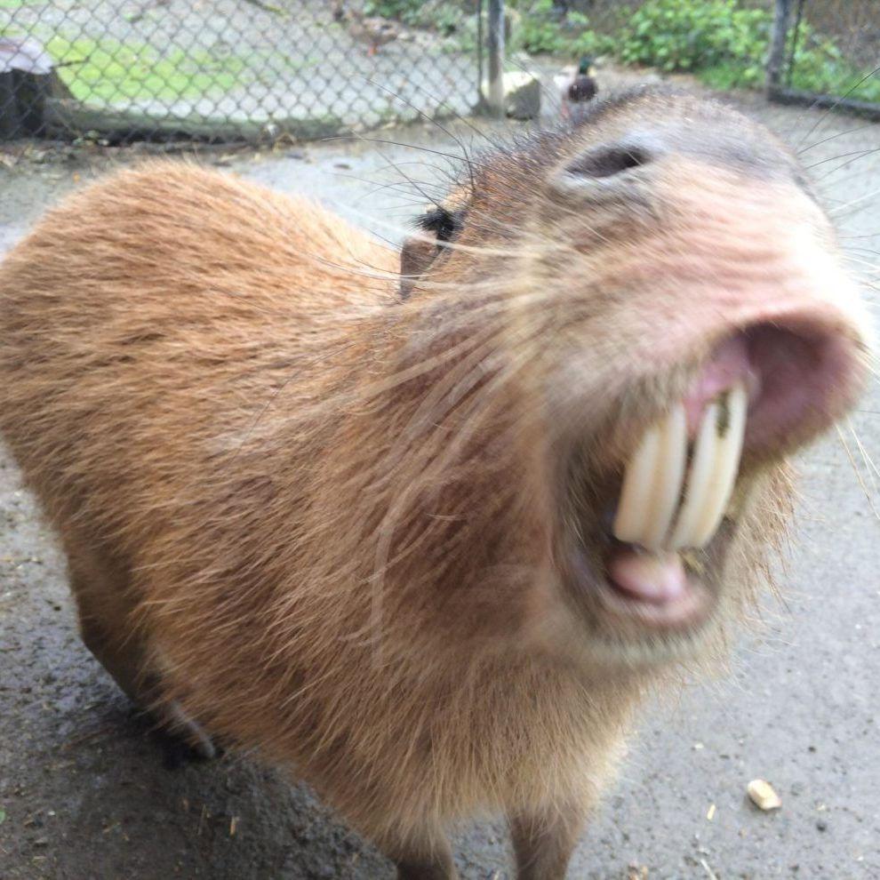 PopaBegemot1