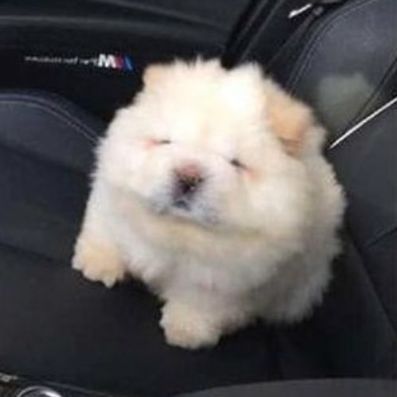 team_Rus1na