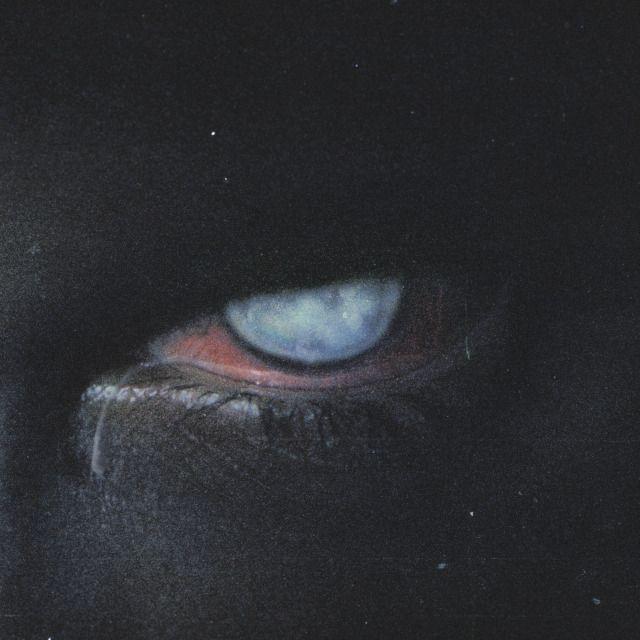 _nollet avatar