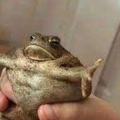 bufo_bufo avatar