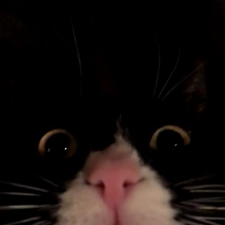 Muijf