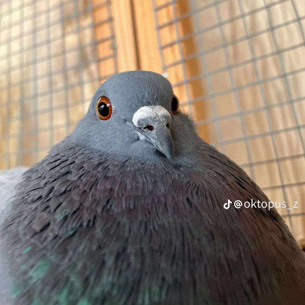 PORUMBei avatar