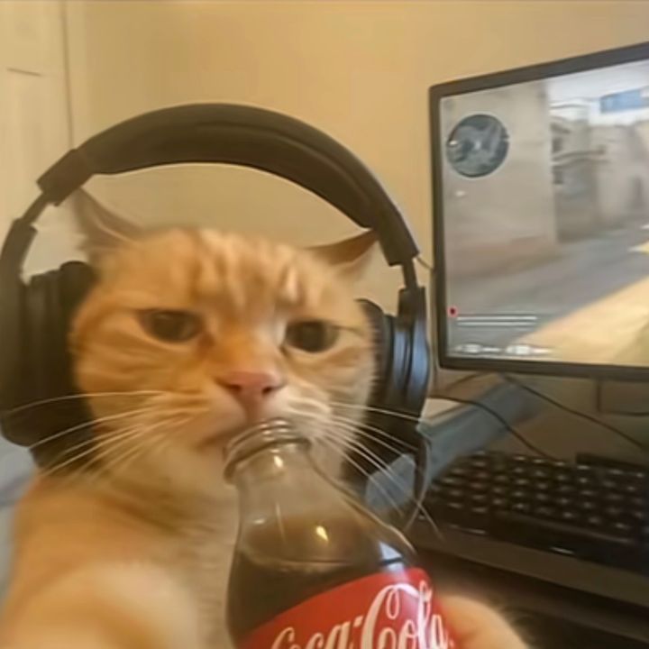 bobs_