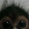 Rustano avatar