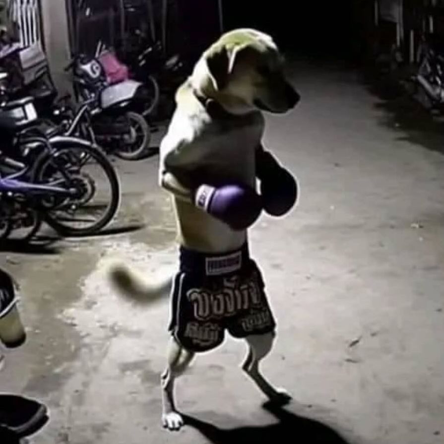 team_DOG_TYSON