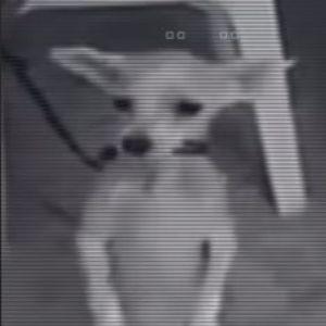 Butmanolo avatar