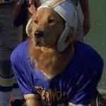 airbud-