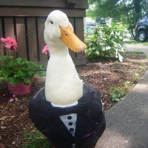 Puss_SWan avatar