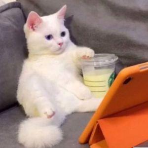 kyyrtka0 avatar