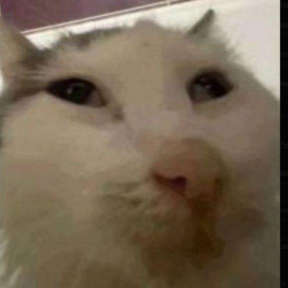 Furmanisko avatar