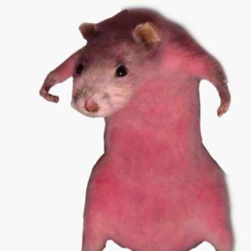 XenooNavi