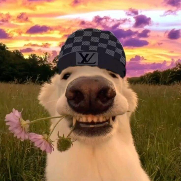 l1lkay3xd avatar