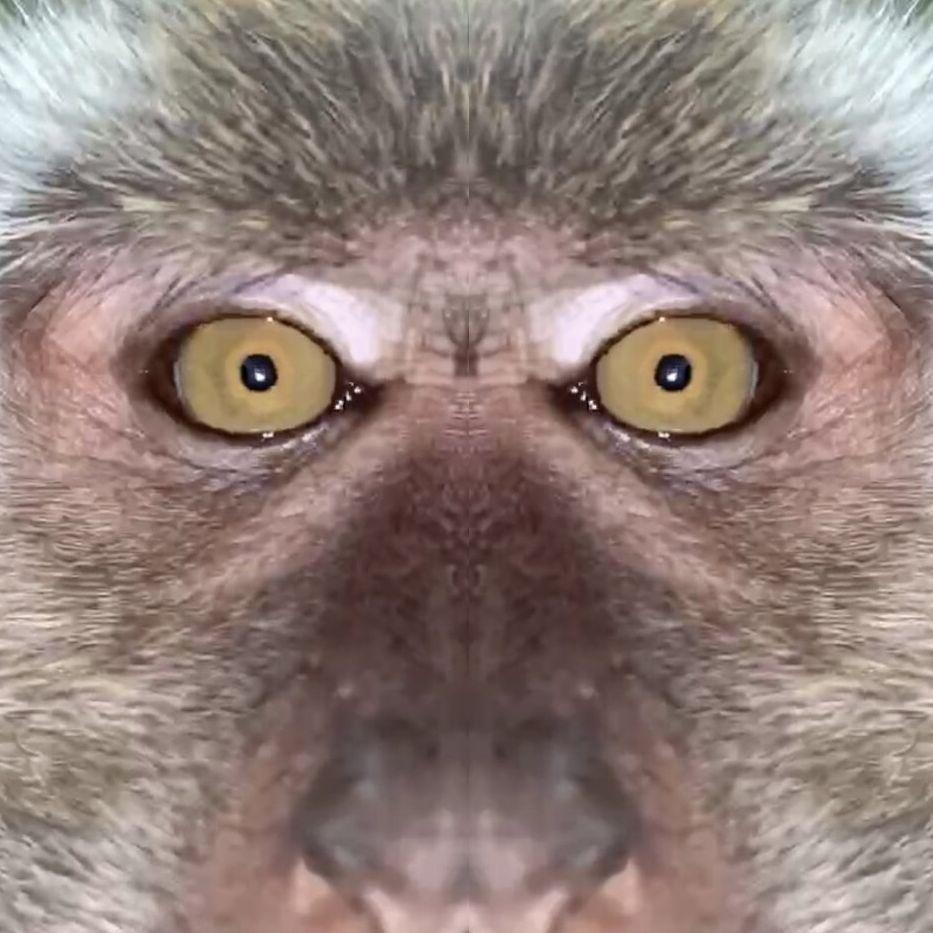 ograngutan avatar