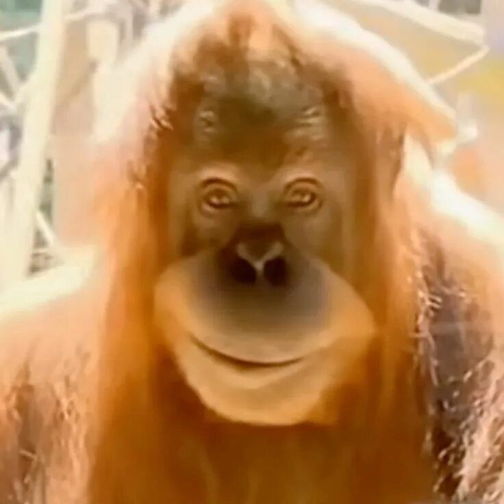 MonkeyPon--j