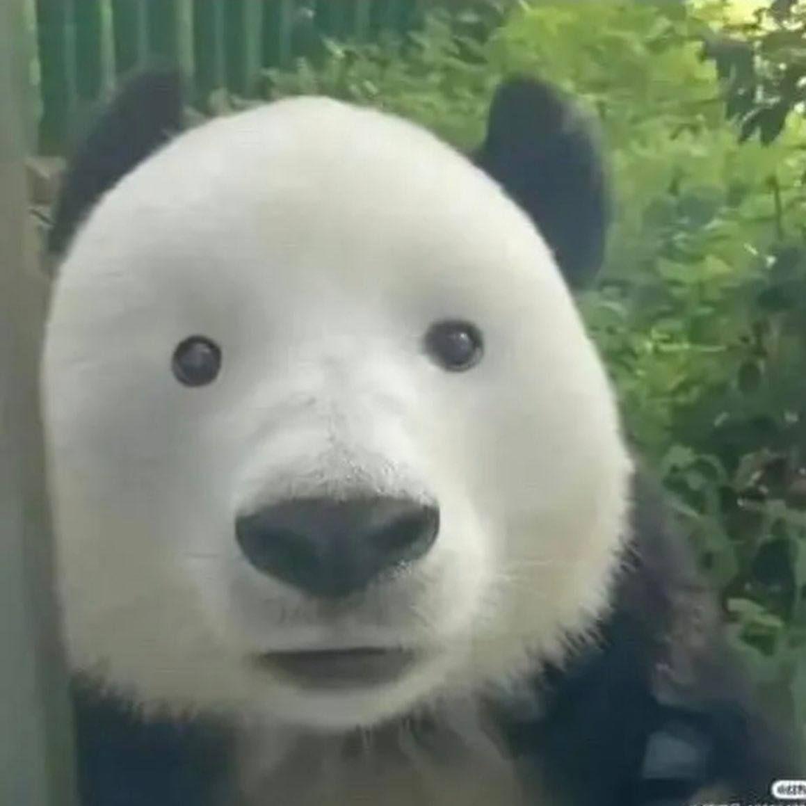 Ijpanda