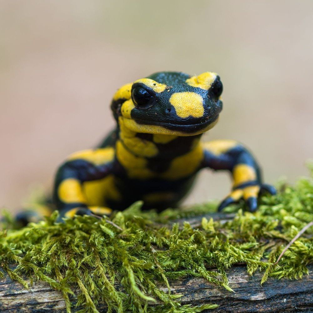 Salamanderek