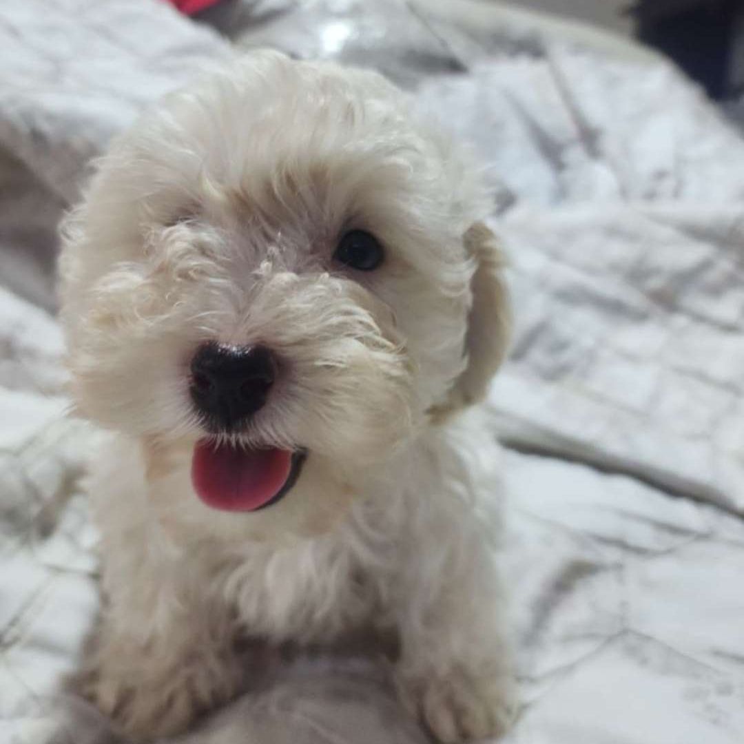 Cherryngui