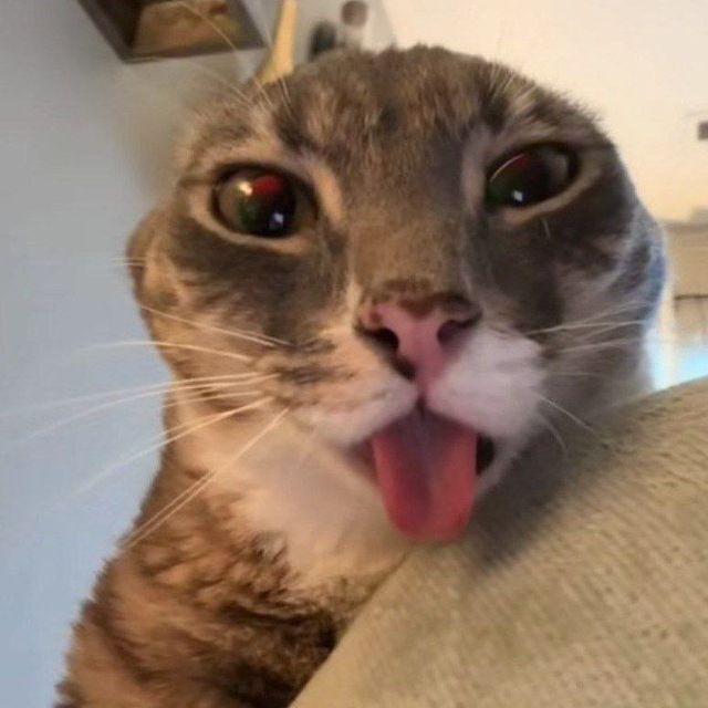 MrMaksimka1