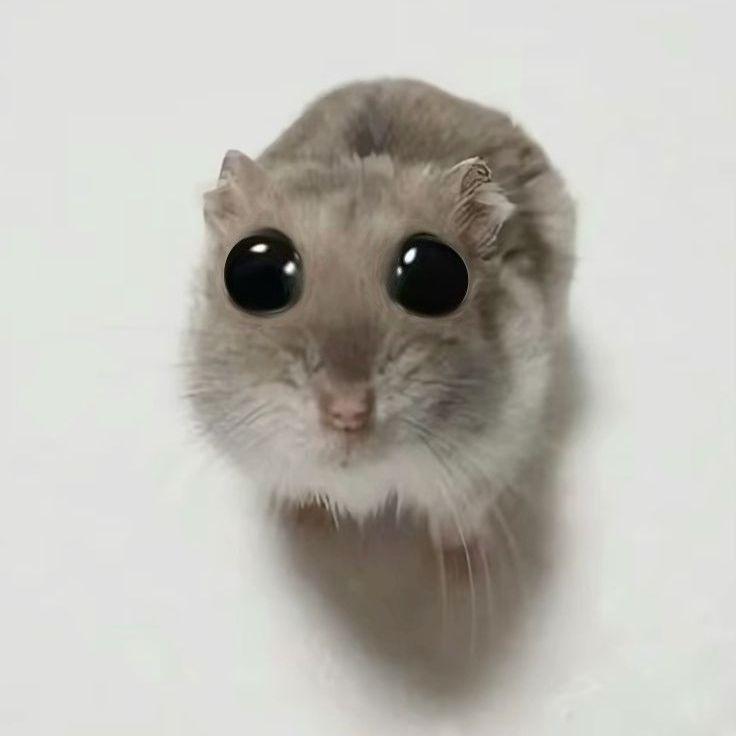 Hitmeister