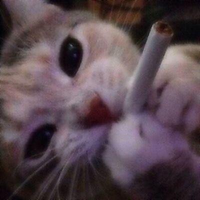 vydkan avatar