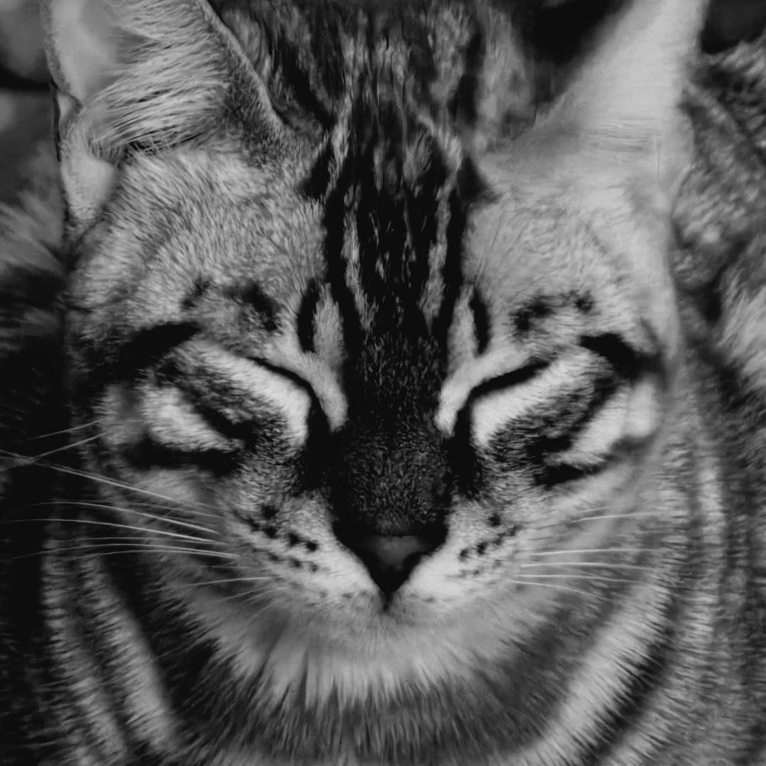 Meowjestyy