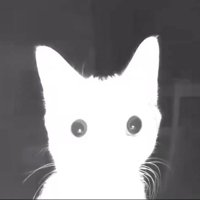 cat-1337
