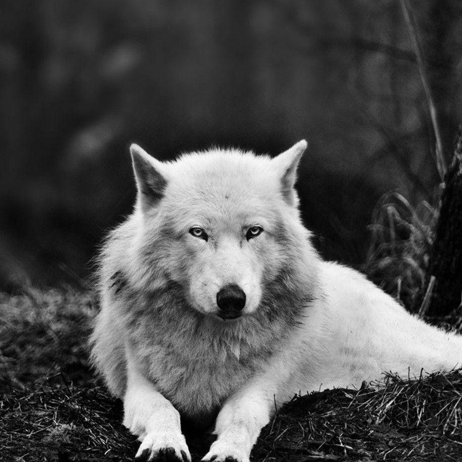 deadhusky avatar