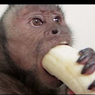 monkeychomp