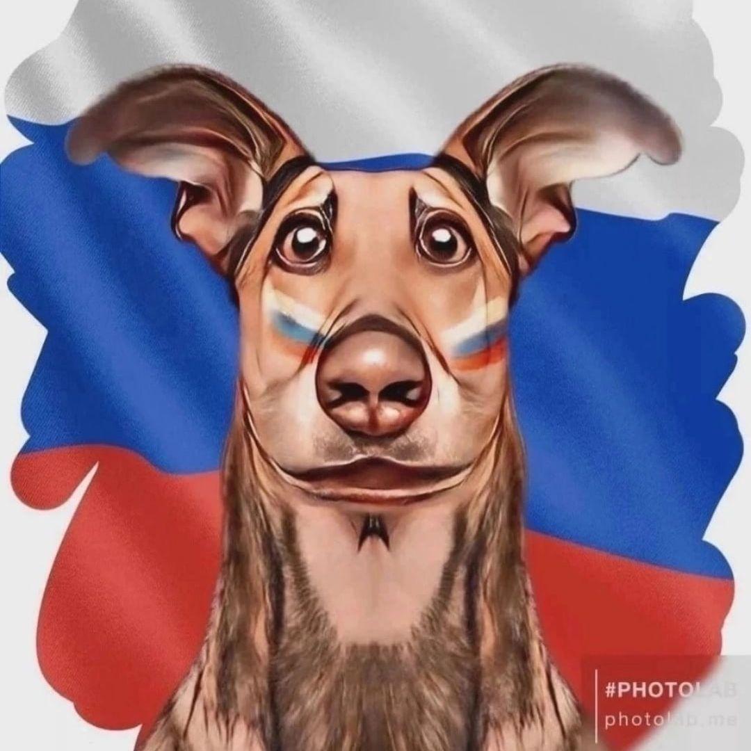 MaxStepanov avatar