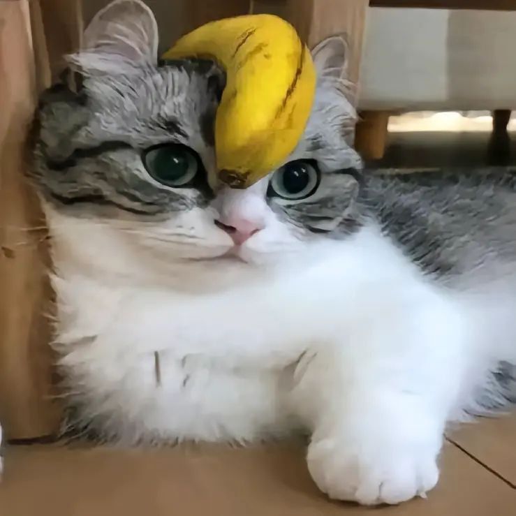 deffoxS