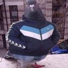 xir0d avatar