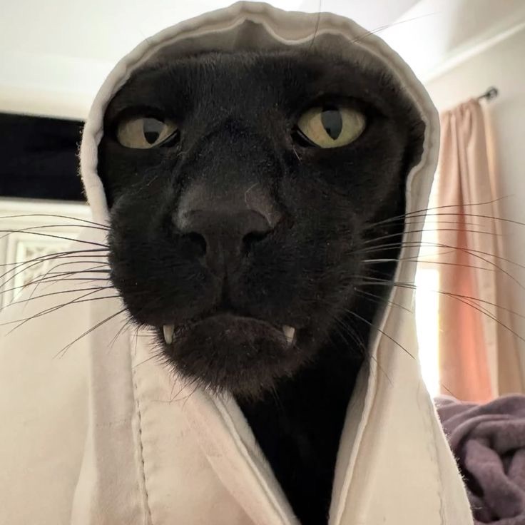 m1rqcle FACEIT avatar