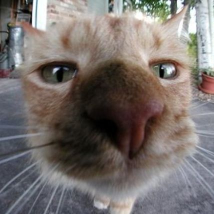 J0MB0M avatar